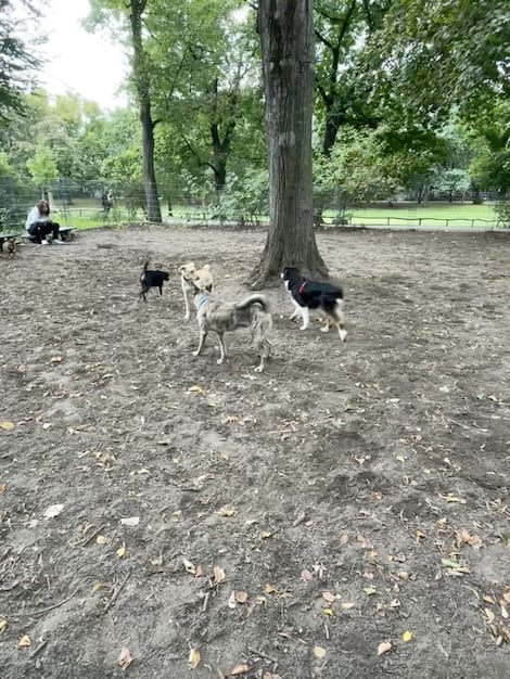 Photo of Volkspark Friedrichshain